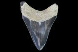 Serrated, Megalodon Tooth - Georgia #72828-2